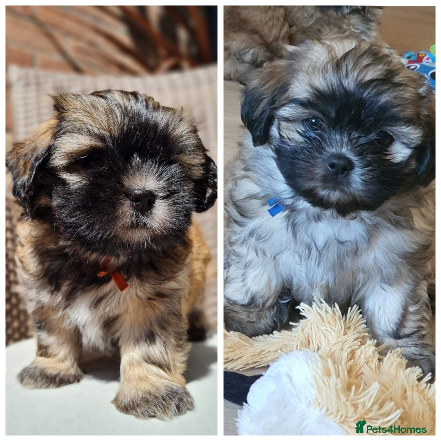 Malshi dogs Small Malshi puppies ( Maltese x Shihtzu) - Advert 3