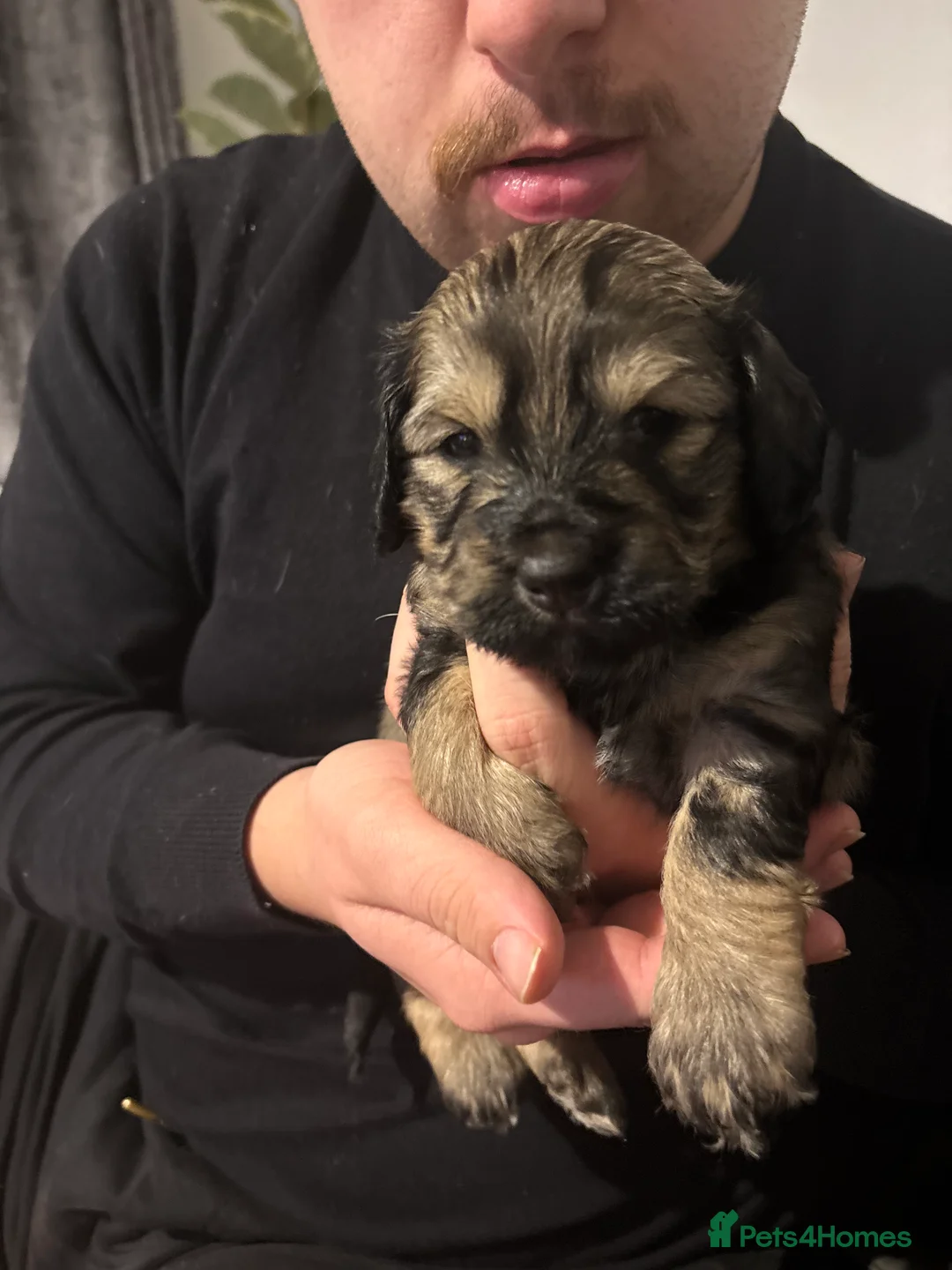 Mixed Breed dogs for sale: Dachshund Cross Pups £450 - Advert 2