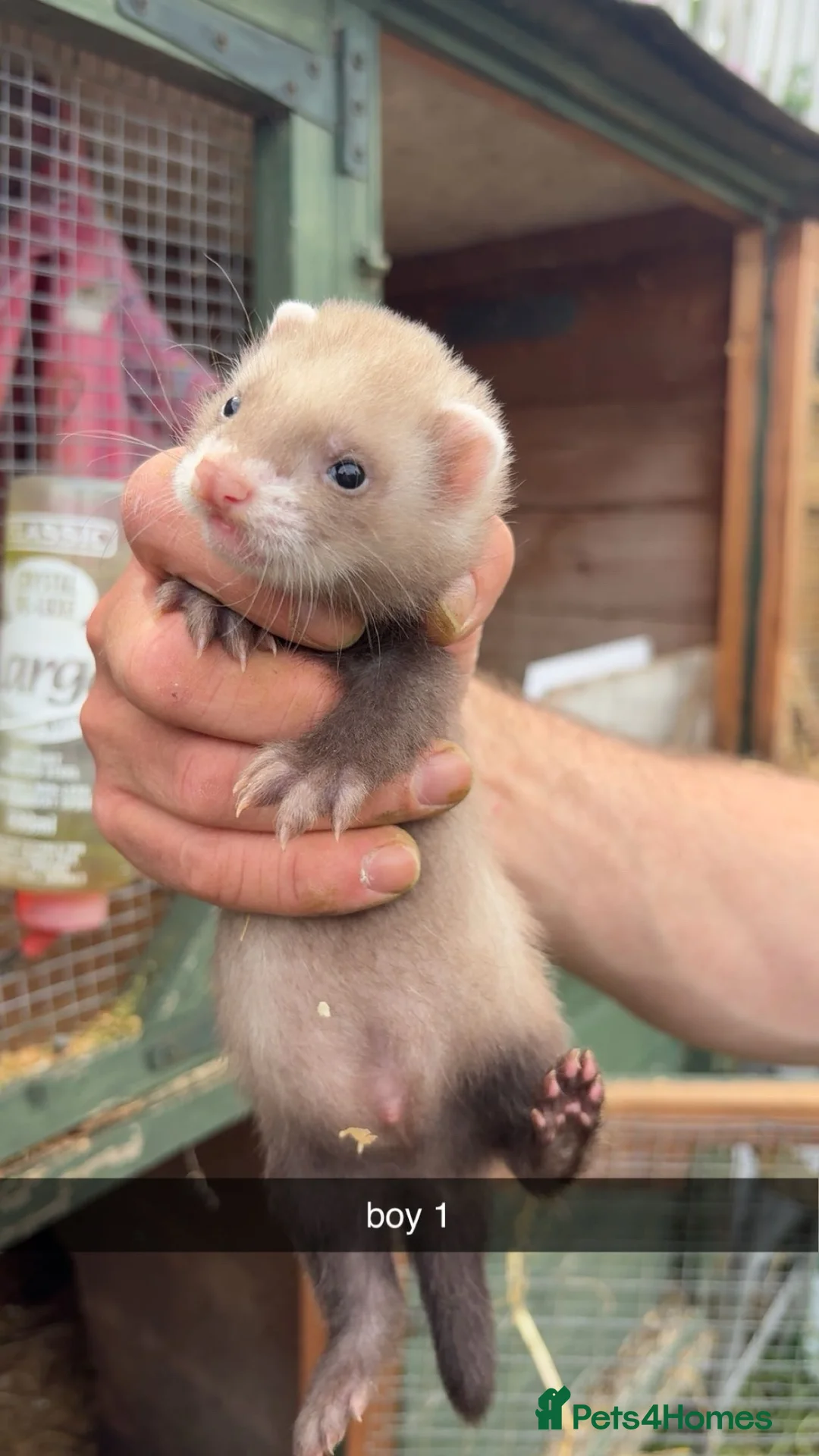 Ferret rodents for sale: Ferret kits for sale  - Advert 2