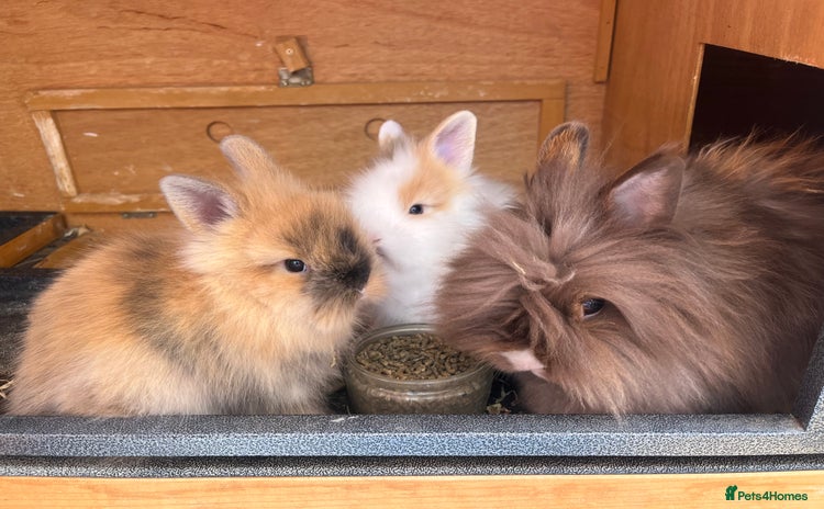 Lionhead rabbits - Advert 3