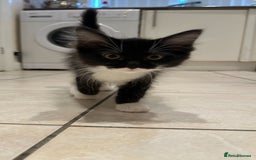 Maine Coon cats for sale: Maine coon x ragdoll kittens - Image 1