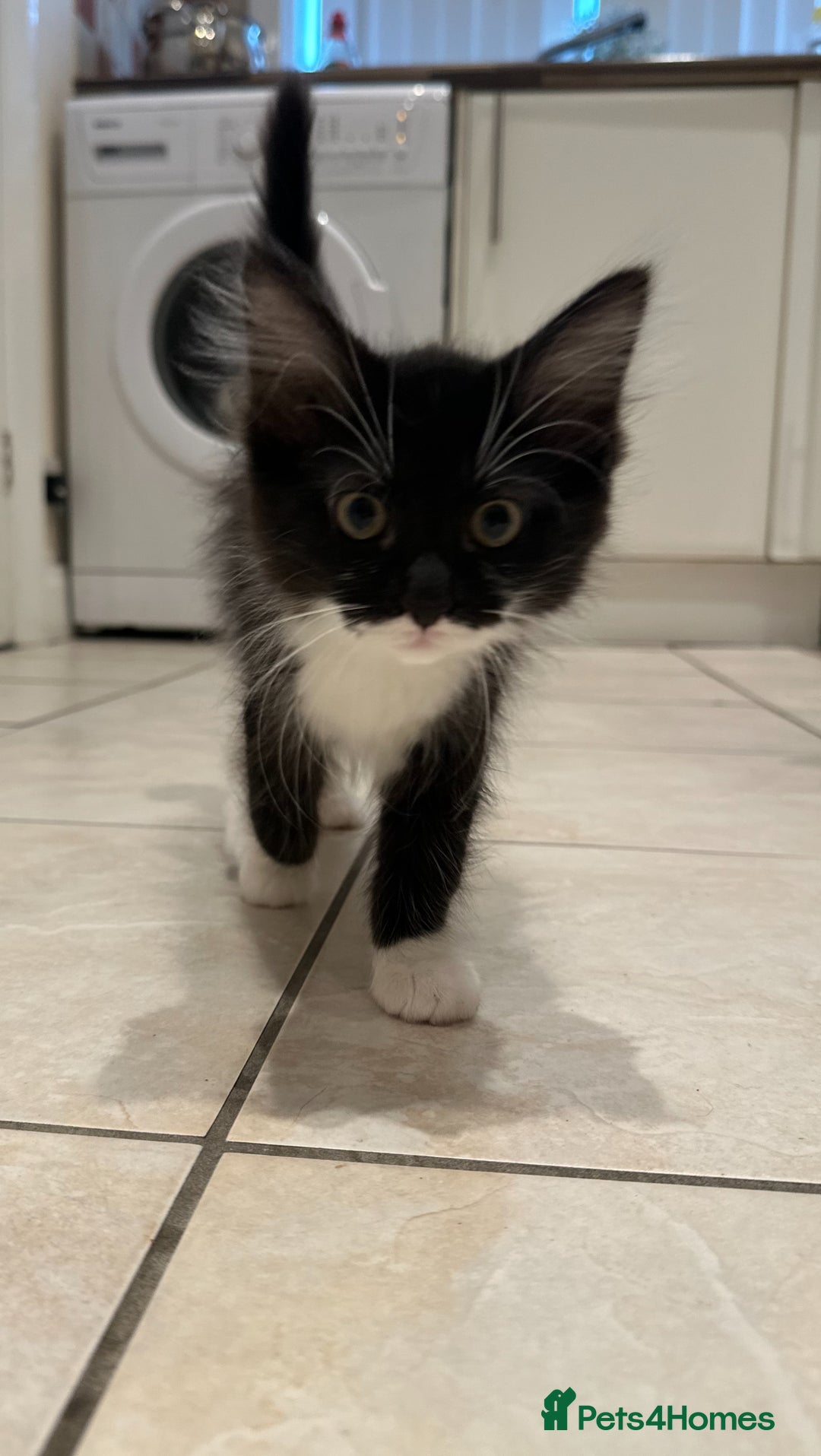 Maine Coon cats for sale: Maine coon x ragdoll kittens - Image 1