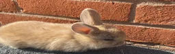 Mini Lop rabbits for sale: STUNNING PURE BREED MINI LOPS  - Advert 2