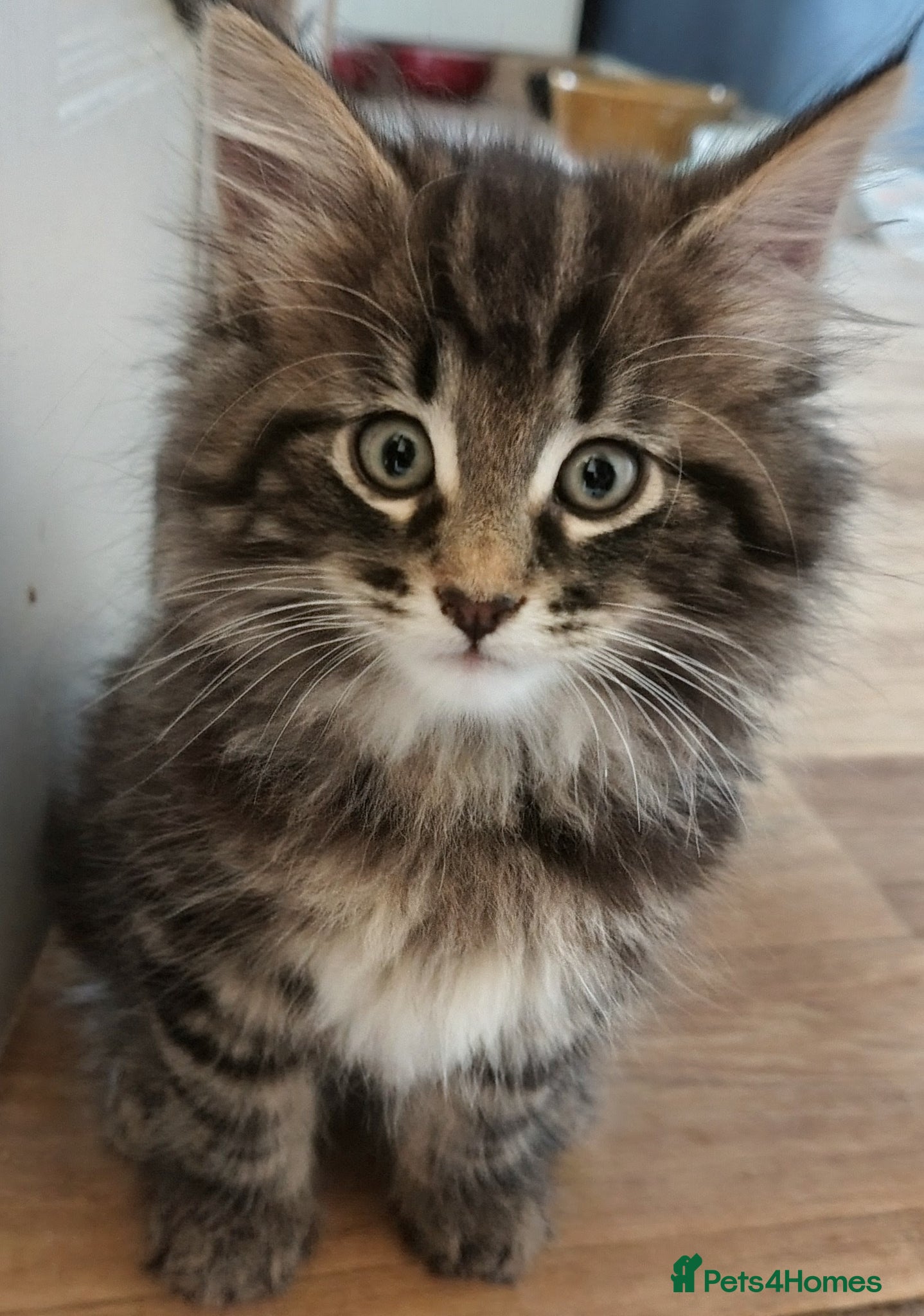 Norwegian Forest Cat cats Beautiful Pedigree Norwegian Forest kittens - Advert 12