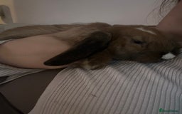 English Lop rabbits for sale: Holland lop/English lop - Image 5