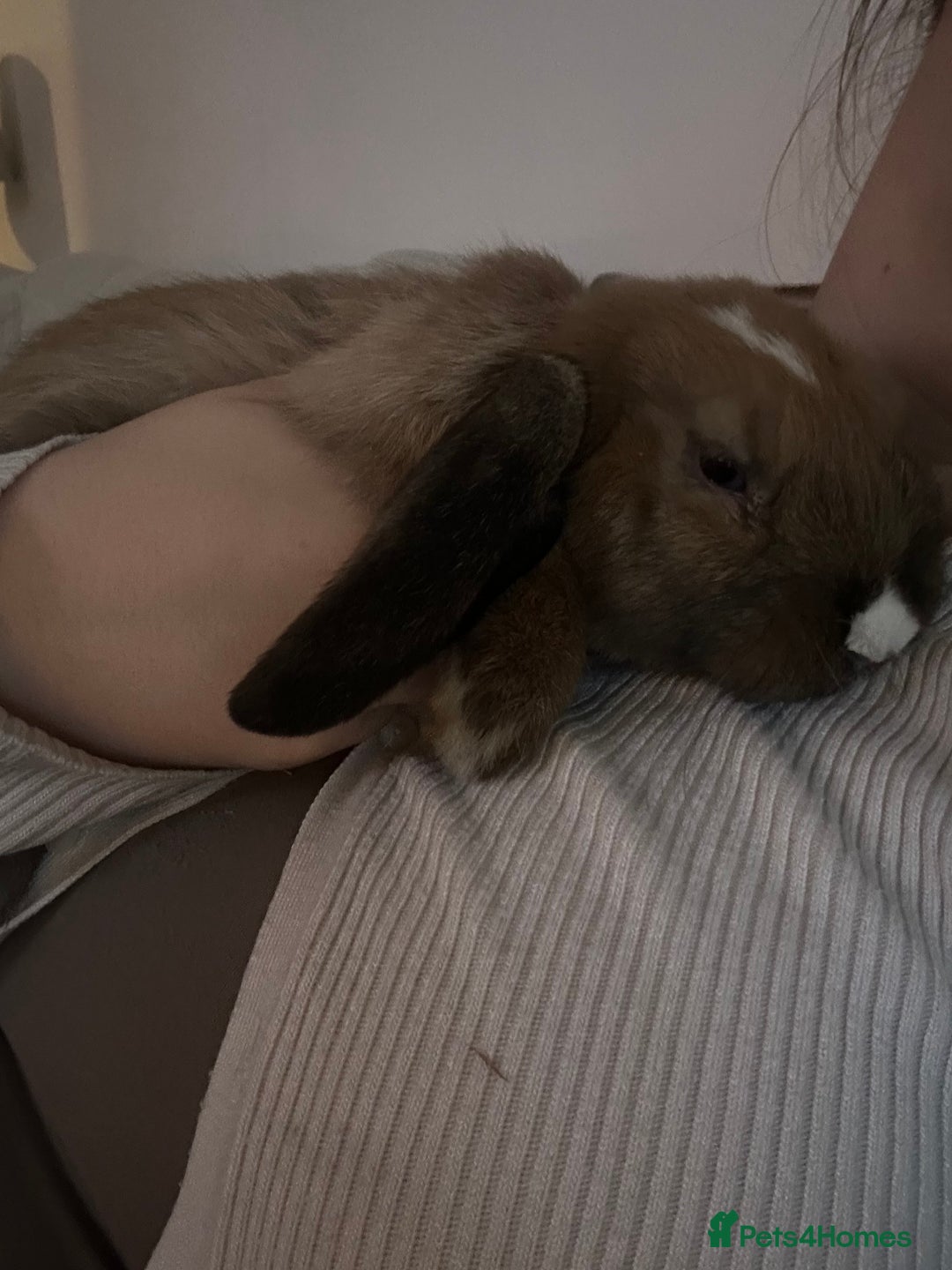 English Lop rabbits for sale: Holland lop/English lop - Image 5
