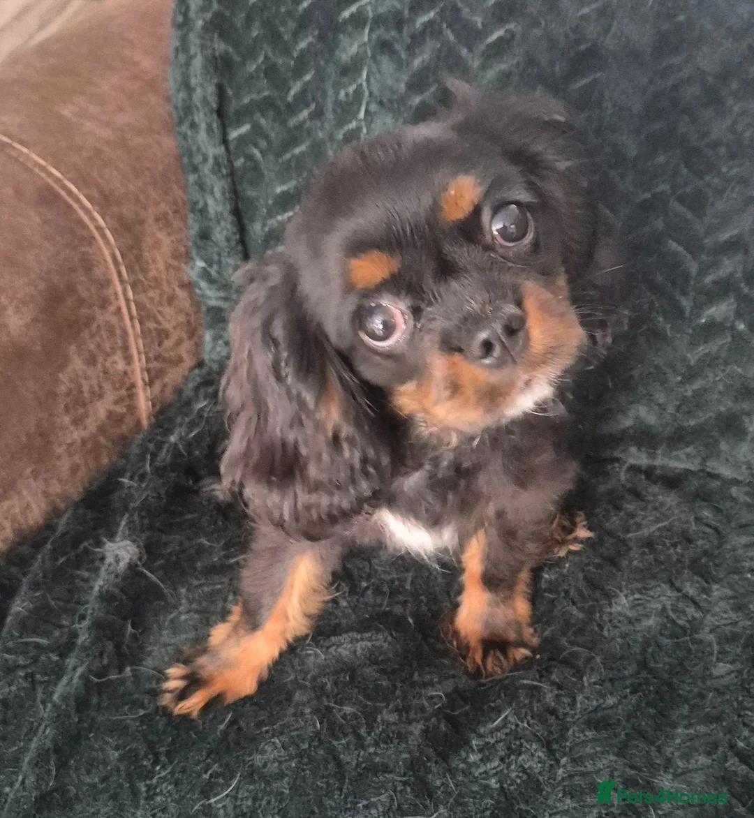 Cavalier King Charles Spaniel dogs for sale: KC Cavalier King Charles Spaniel's puppies  - Advert 2