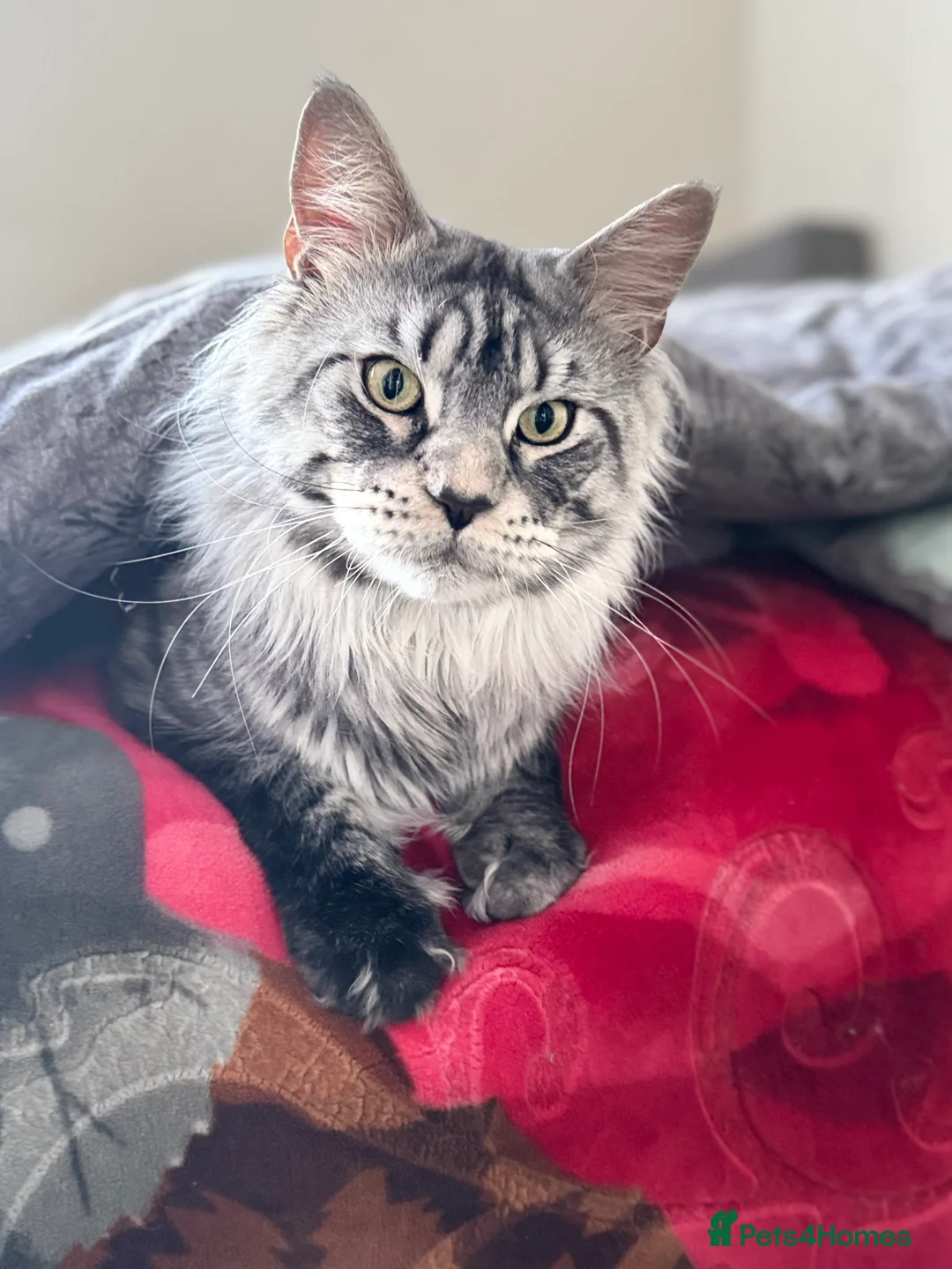 Maine Coon cats for stud: STUDY Beautiful Maine Coon, GCCF, TICA registered  in Ipswich - Advert 5