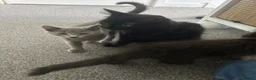Mixed Breed cats for sale: Russian blue x long haired kittens ready  in Derby - Advert 3