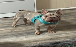 French Bulldog dogs for sale: Fluffy French bulldog and big rope French bulldog - Image 9