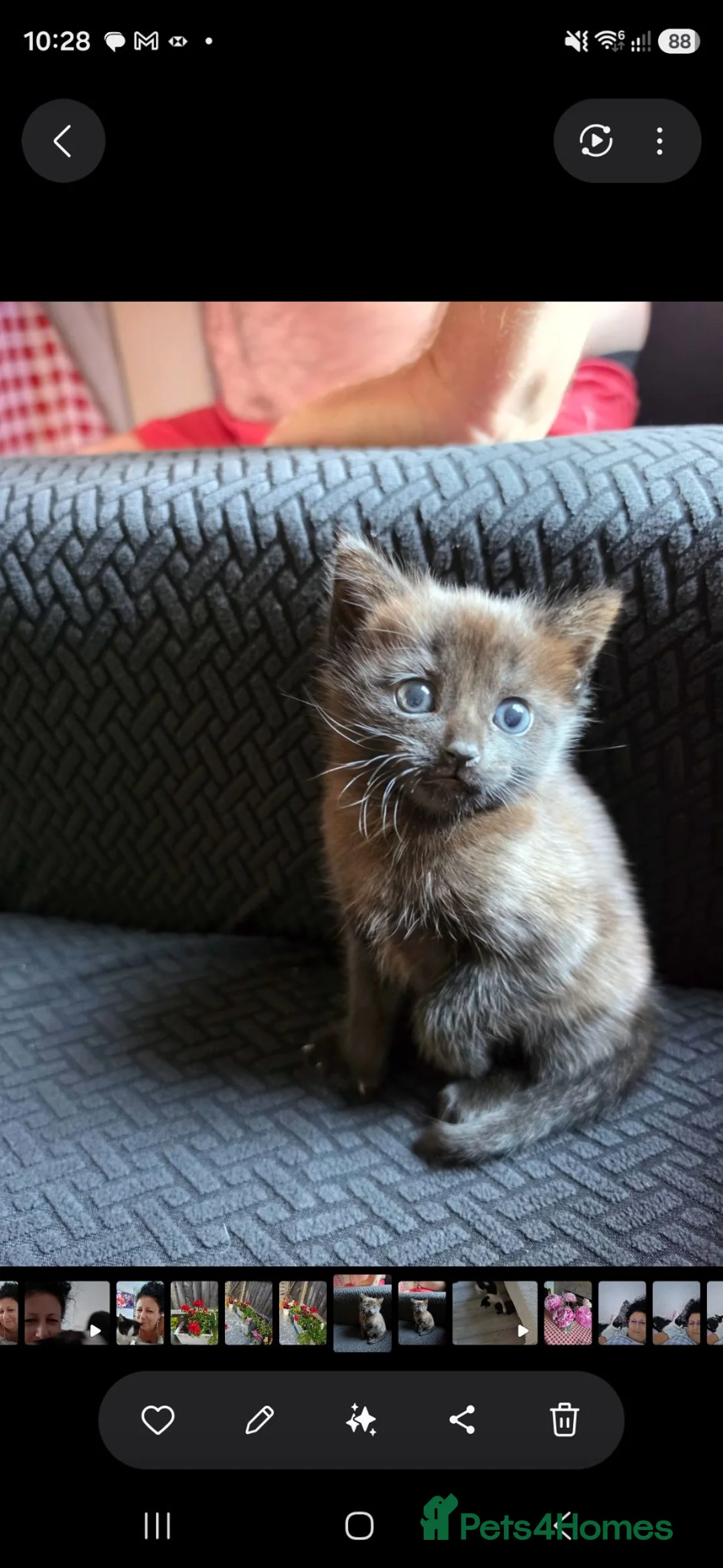 Mixed Breed cats for sale: Kitten - Advert 2