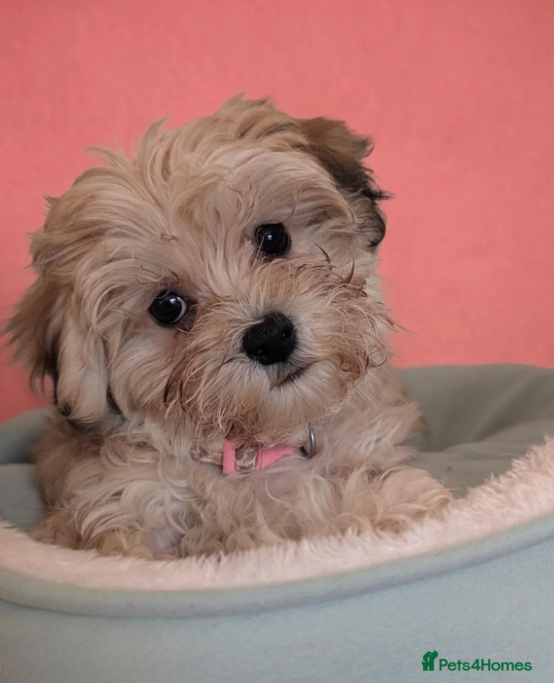 Maltipoo dogs for sale: Maltipoo Puppies READY TO LEAVE  - Advert 2