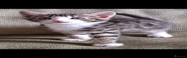Bengal 4 - Steve-O 