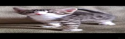 Bengal cats for sale: Bengal X in Rossendale - Advert 7