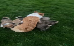 Welsh Corgi Pembroke dogs for sale: 7 Beautiful little corgi boys - Advert 1
