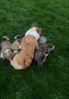 Welsh Corgi Pembroke dogs 7 Beautiful little corgi boys - Advert 4