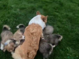Welsh Corgi Pembroke dogs for sale: 7 Beautiful little corgi boys - Advert 1