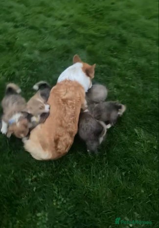 Welsh Corgi Pembroke dogs 7 Beautiful little corgi boys - Advert 1