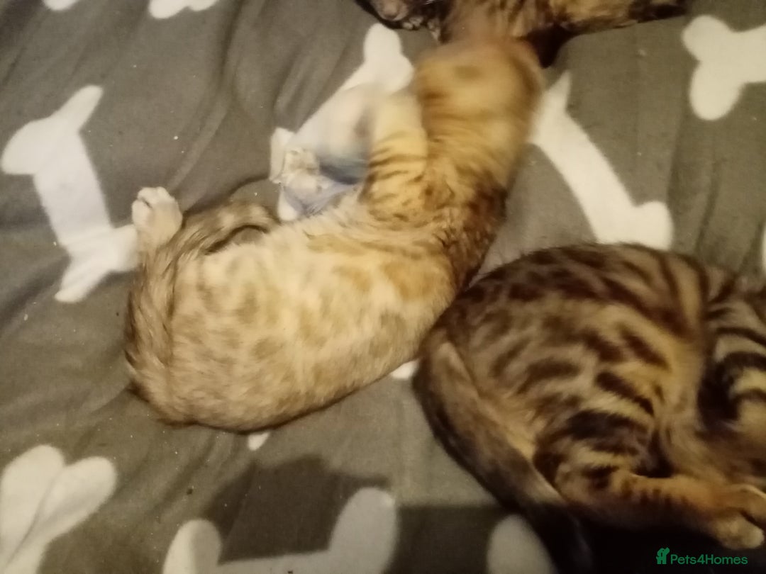 Mixed Breed cats for sale: Cute and Playful Kittens - Advert 15