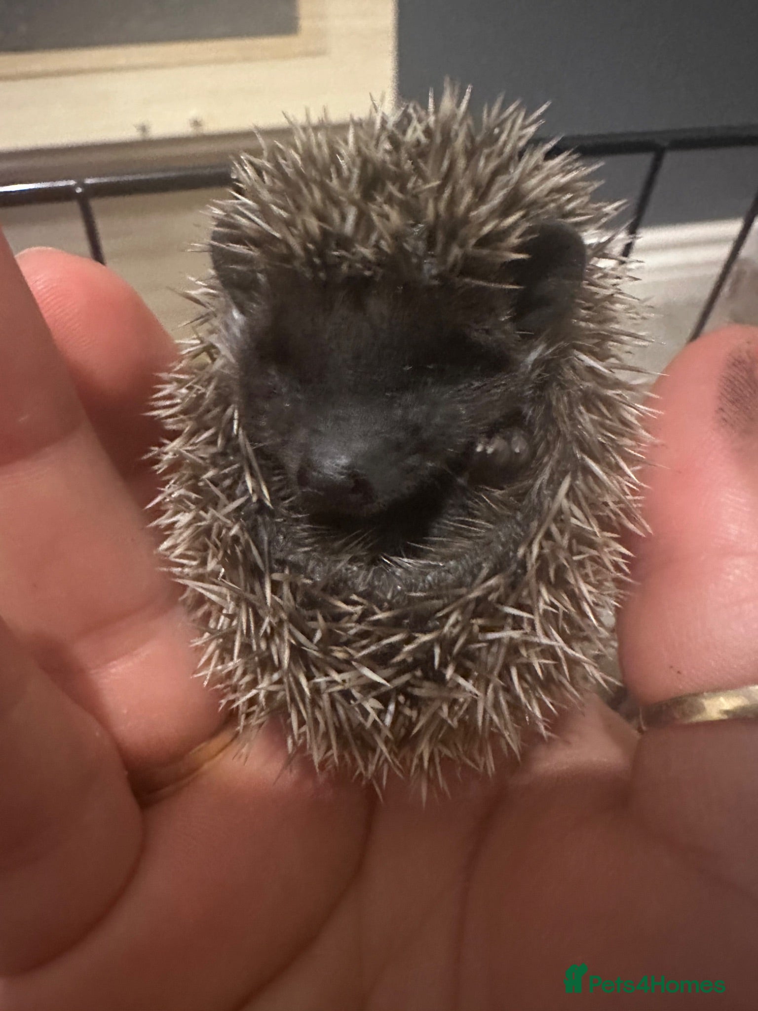 Pygmy Hedgehog rodents Pygmy hedgehogs  - Advert 1