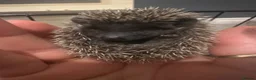 Pygmy Hedgehog rodents for sale: Pygmy hedgehogs  - Advert 1