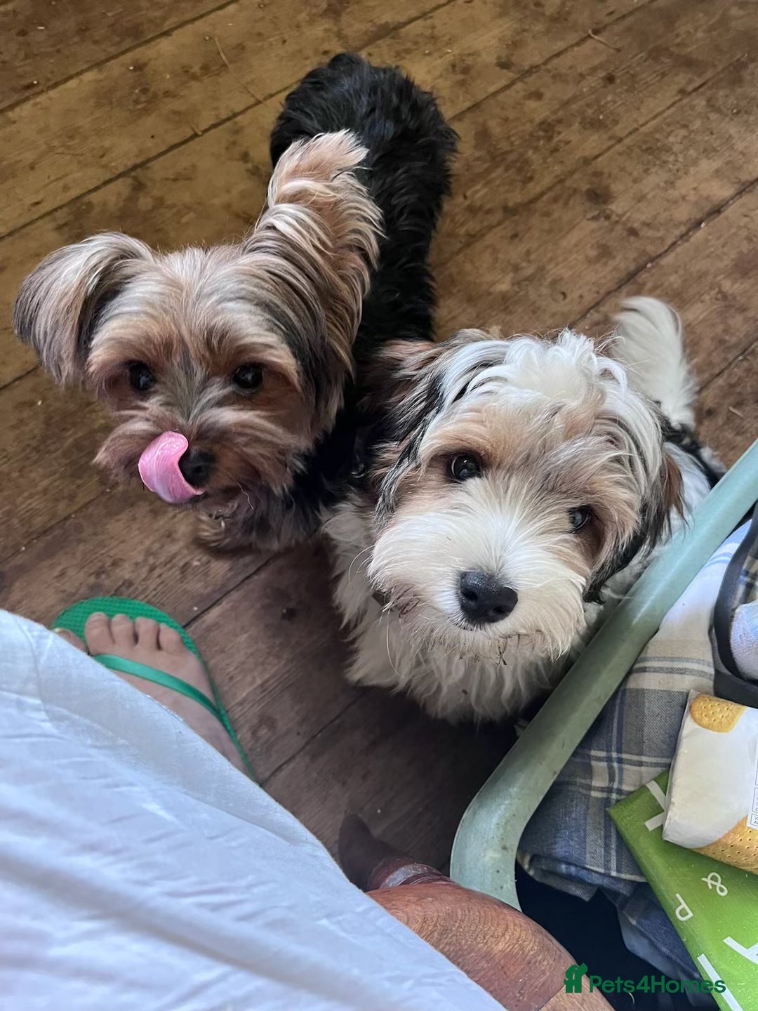 Mixed Breed dogs for sale: biewer x yorki puppies - Advert 2