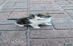 British Longhair cats for sale: 2males /2 famles - Image 1