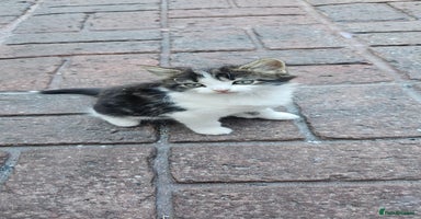 British Longhair cats - Advert 5