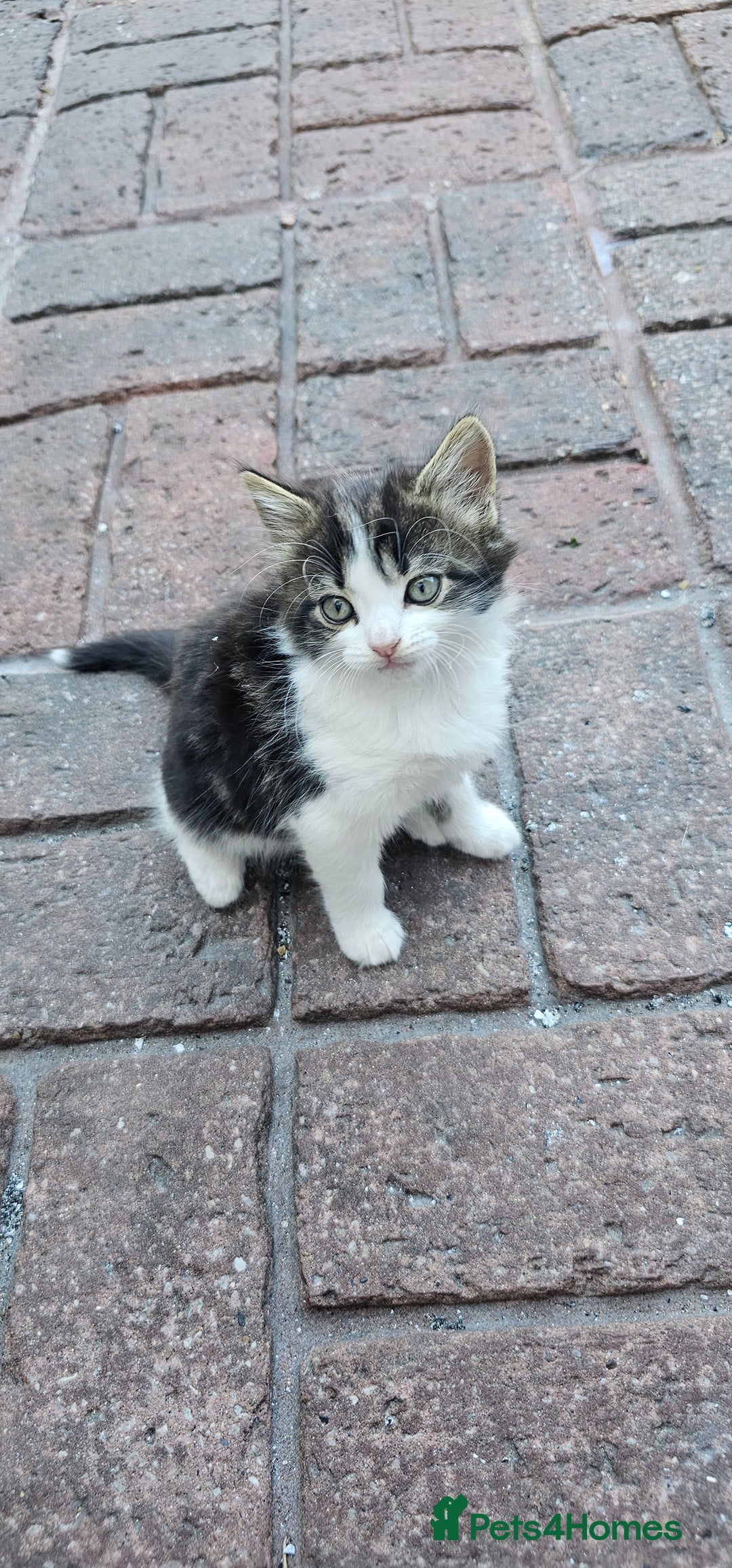 British Longhair cats for sale: 2males /2 famles - Image 1