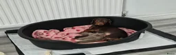 Miniature Dachshund dogs for sale: Miniature Dachshund Puppies for Sale 🐾 in Nottingham - Advert 9