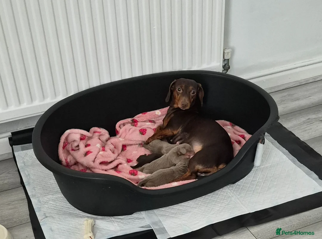 Miniature Dachshund dogs for sale: Miniature Dachshund Puppies for Sale 🐾 in Nottingham - Advert 9