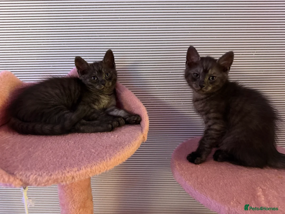 Mixed Breed cats for sale: 4 beautiful mixed breed cats for sell - Advert 7