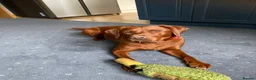 Labrador Retriever dogs for sale: American Fox Red labrador in Worcester - Advert 1