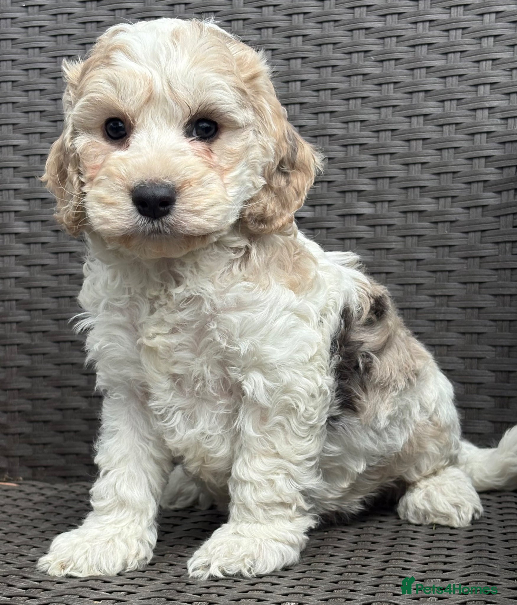 Cockapoo dogs F1 cockapoo puppies  - Advert 1