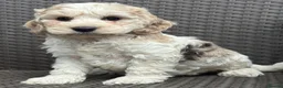 Cockapoo dogs for sale: F1 cockapoo puppies  - Advert 8