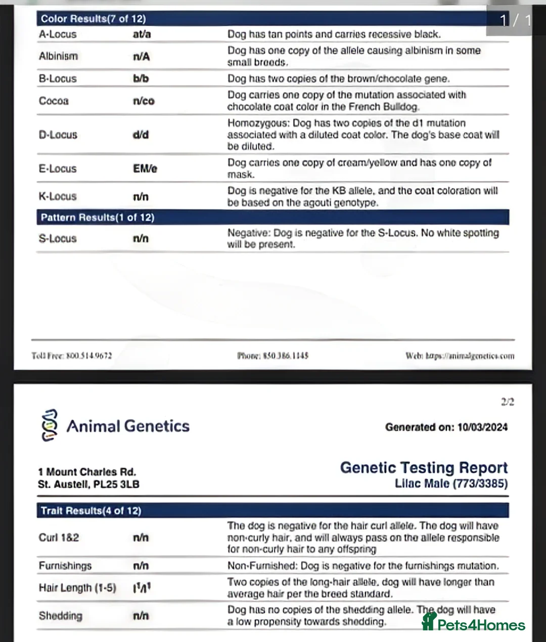 French Bulldog dogs for stud: Skittles, Isabella tan, fluffy, pink carrier in Sheffield - Advert 10