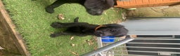 Lurcher dogs for stud: Proven CT CLEAR  working beddy  whippet for stud in Malton - Advert 5
