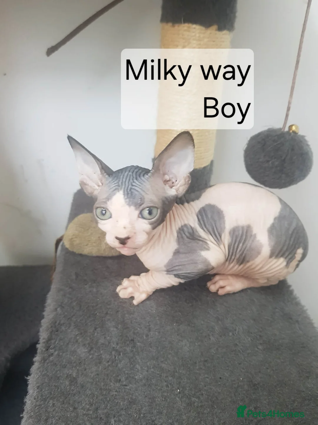 Sphynx cats for sale: Tica quality canadian sphynx kittens - Advert 1