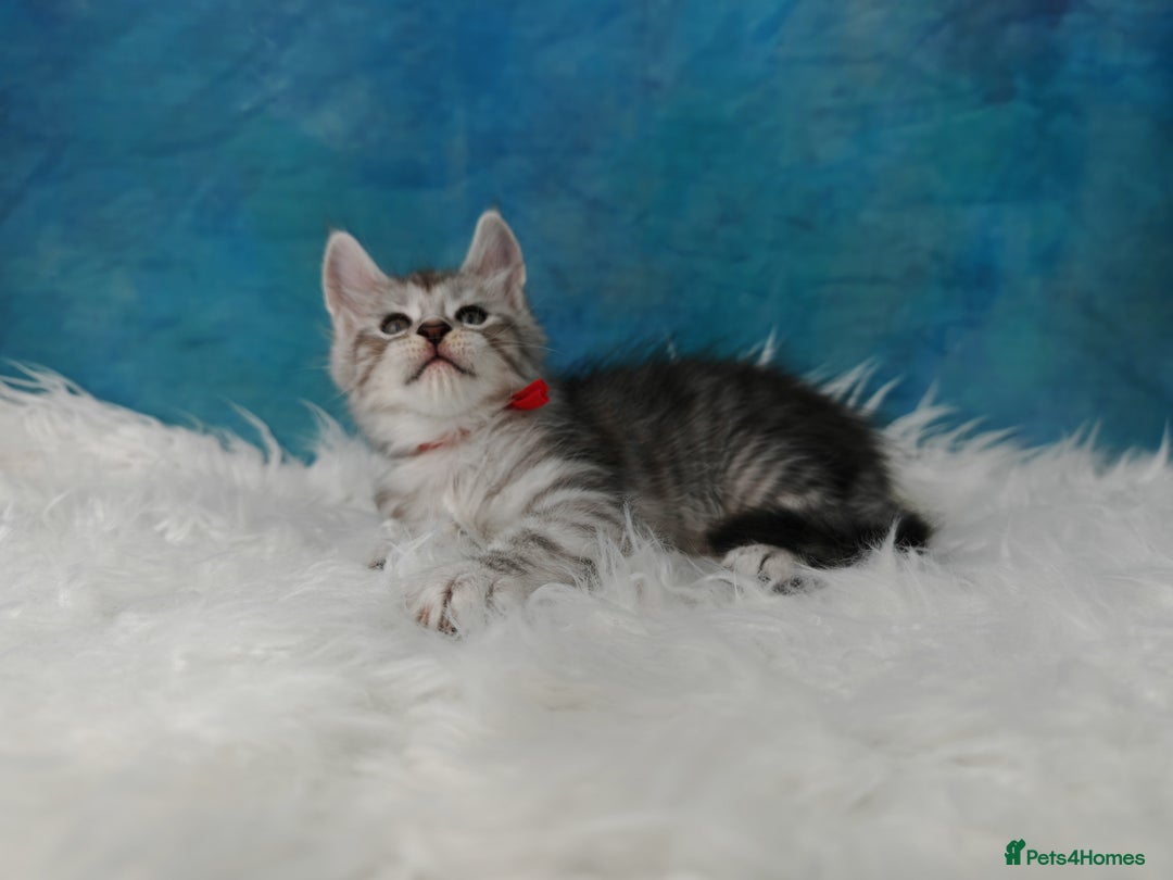 Maine Coon cats for sale: Shaded line Maine Coon kittens - Advert 22