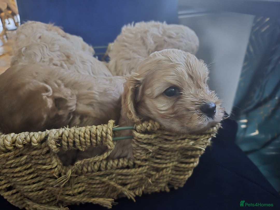 Cockapoo dogs for sale: 6 Gorgeous American cockapoo pups (Yankeedoodle) - Advert 5