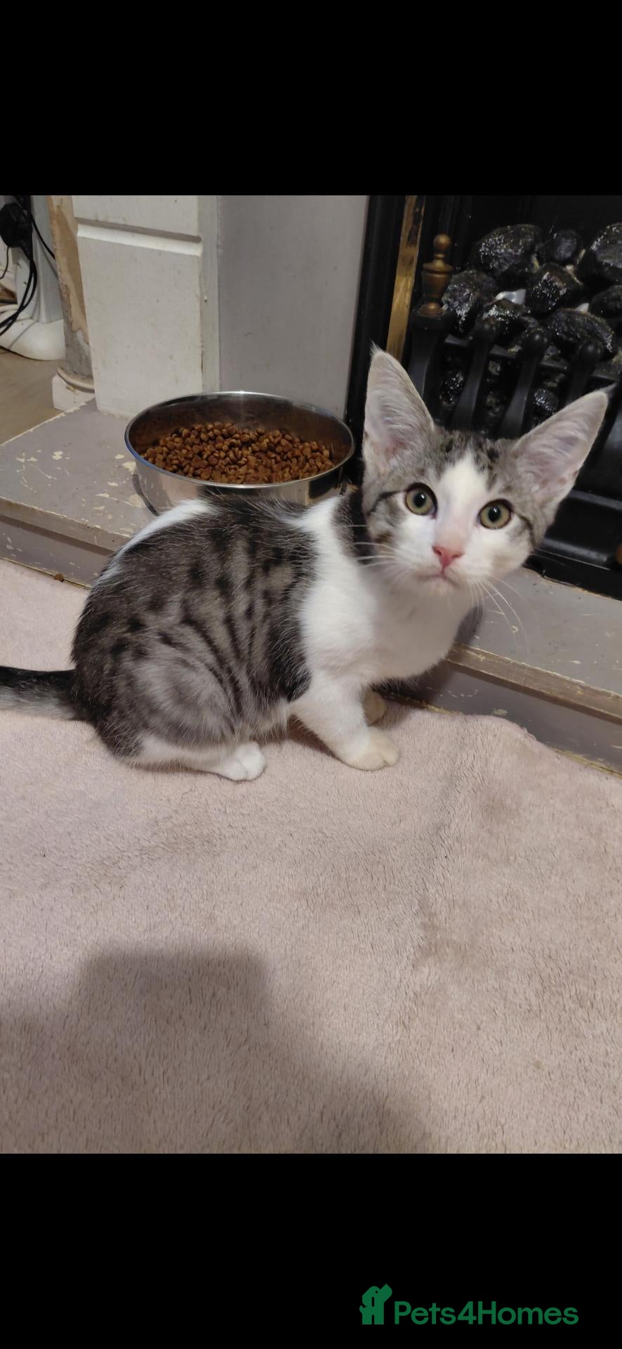 Maine Coon cats for sale: Maine coon - Advert 1