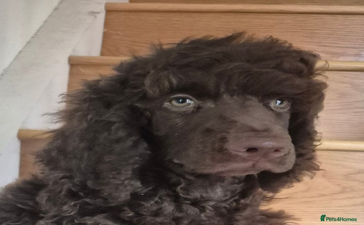 Standard Poodle dogs - Advert 1