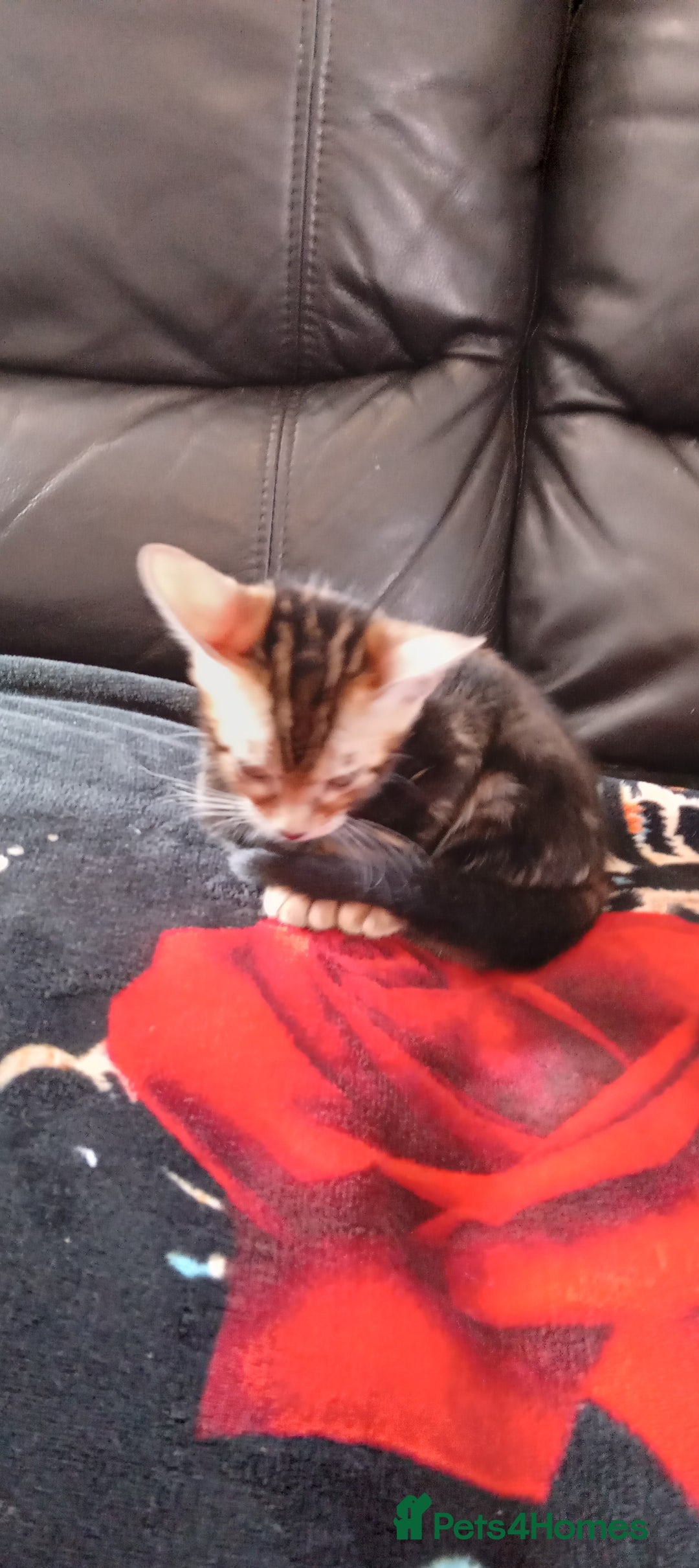 Bengal cats for sale: Pedigree Bengal Kittens - Image 11