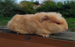 Guinea Pig rodents for sale: Baby Swiss Boars ready this weekend. - Image 1