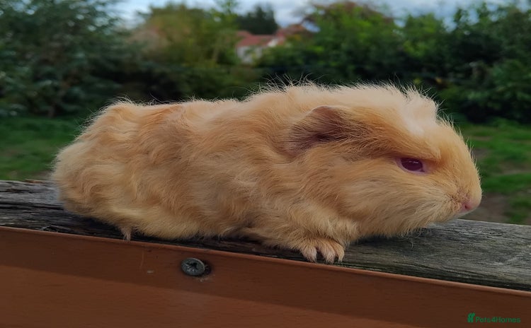 Guinea Pig rodents - Advert 4