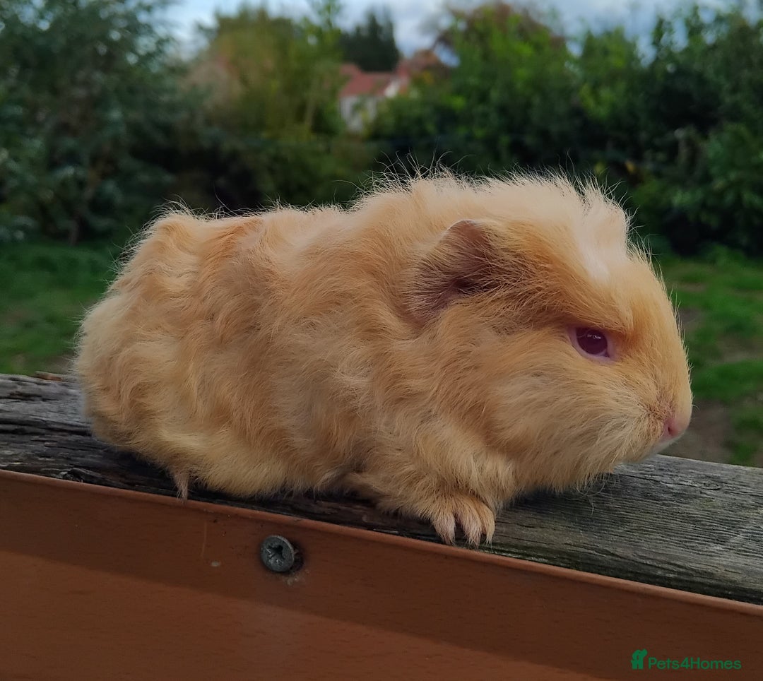 Guinea Pig rodents for sale: Baby Swiss Boars ready this weekend. - Image 1