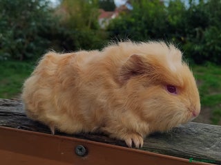 Guinea Pig rodents - Advert 9