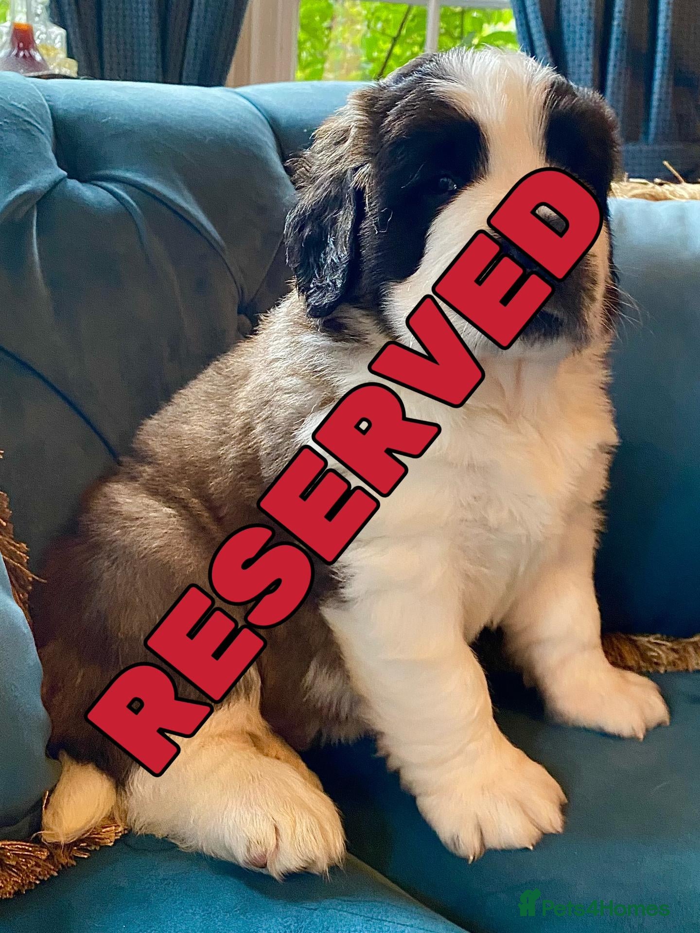 Saint Bernard dogs Outstanding KC Registered Saint Bernard Puppies - Advert 2