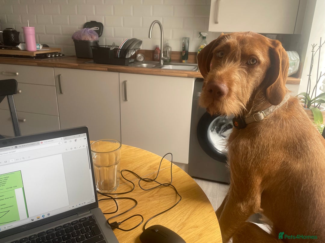 Hungarian Vizsla dogs for sale: 1 Year old Hungarian Viszla - Harlow - Image 6