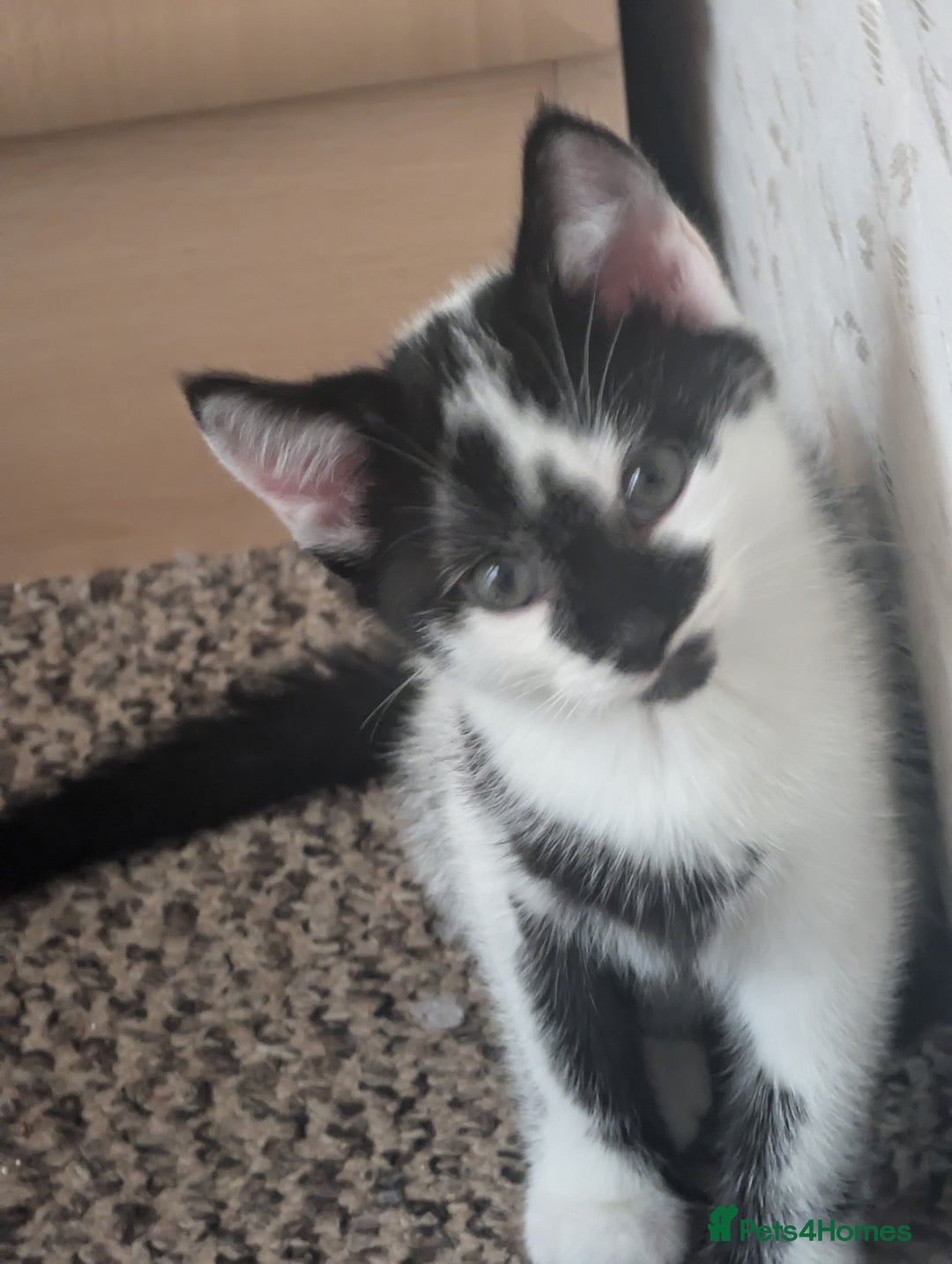 Mixed Breed cats for sale: Kitten - Image 4